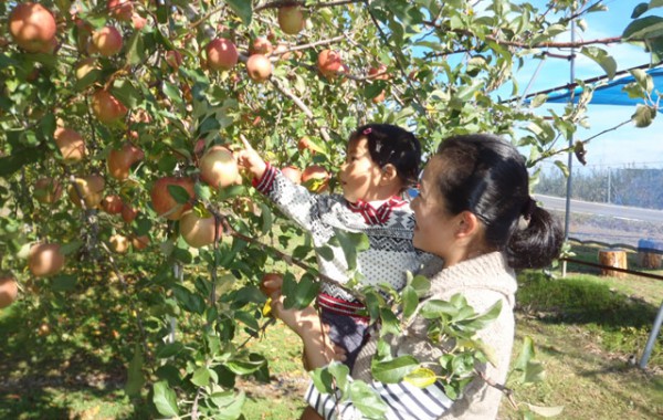 牛岳高原収穫祭 りんごもぎとり体験会