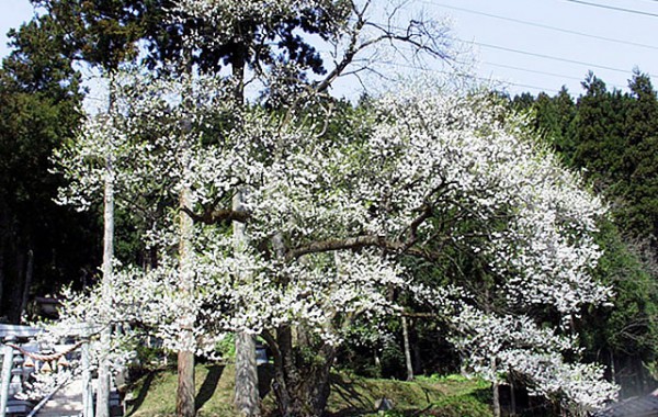 鎌倉八幡宮の大桜